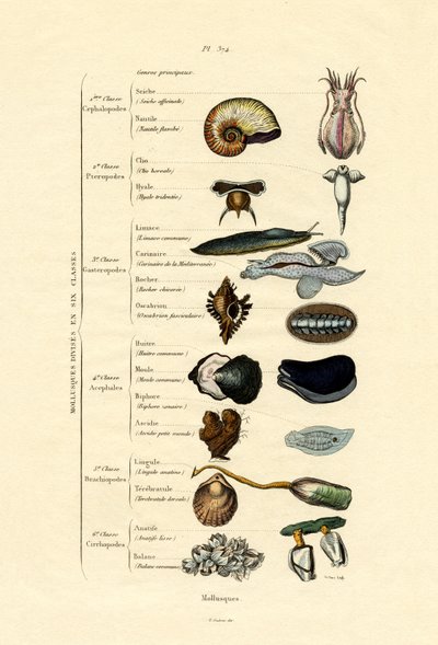Molluscs by French School